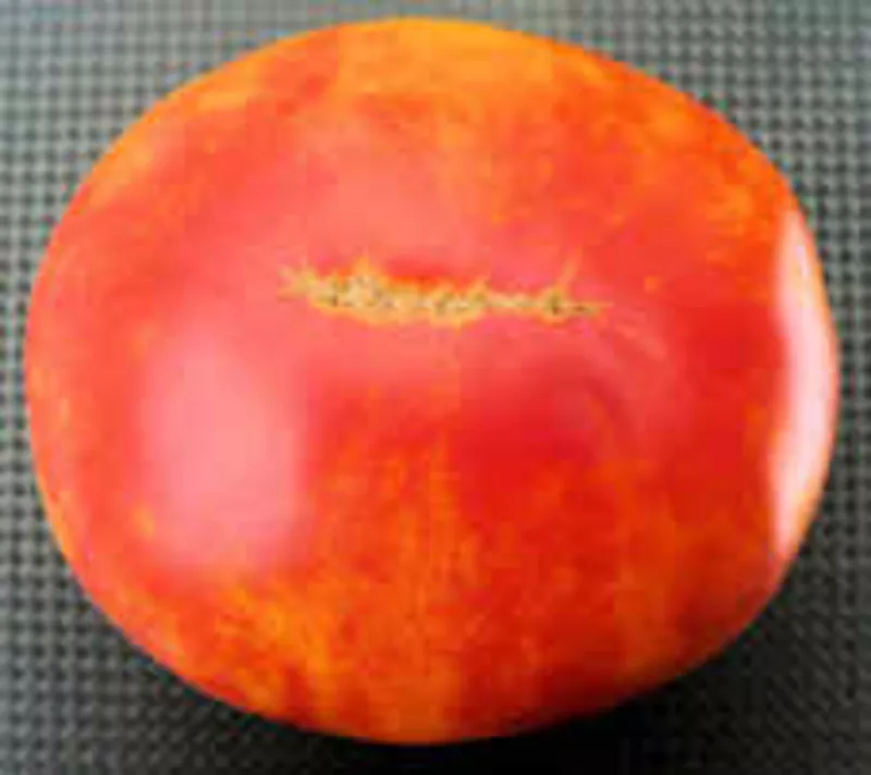 Семена томатов. 330 сортов. 3