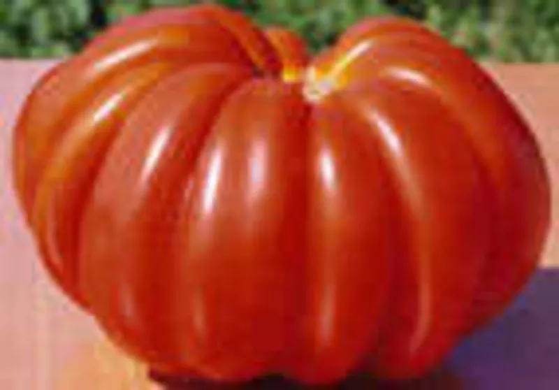 Семена томатов. 330 сортов. 4
